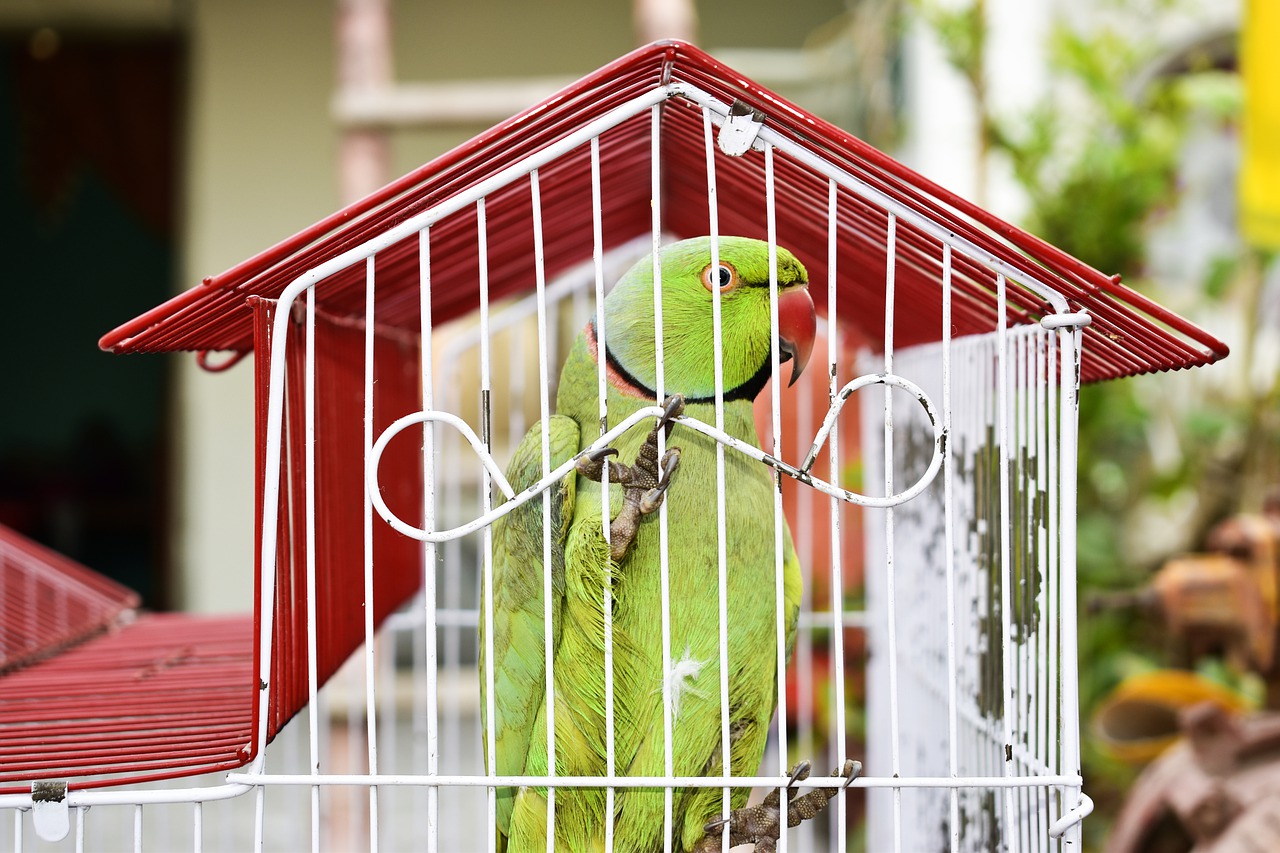 parrot, bird, cage-6398318.jpg
