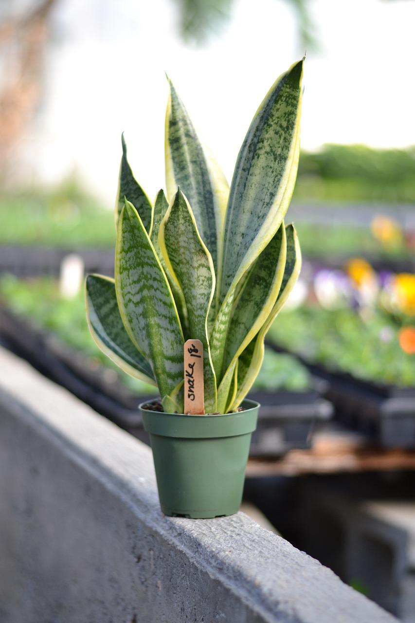 snake plants, houseplant, mother in law's tongue-4985304.jpg